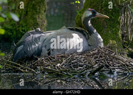 Gru comuni, (grus grus), incubando, Meclemburgo-Pomerania Occidentale, Germania, Europa Foto Stock