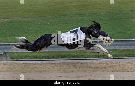 Il Greyhound Racing, EM 2015 Hünstetten , Germania, Europa Foto Stock