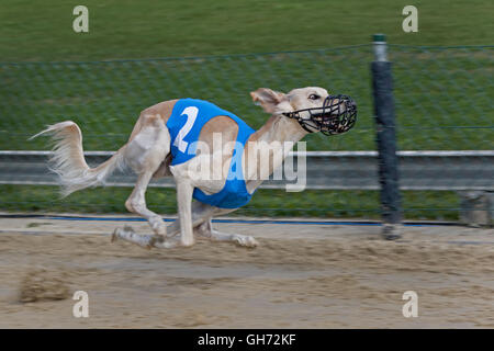 Il Greyhound Racing, EM 2015 Hünstetten , Germania, Europa Foto Stock