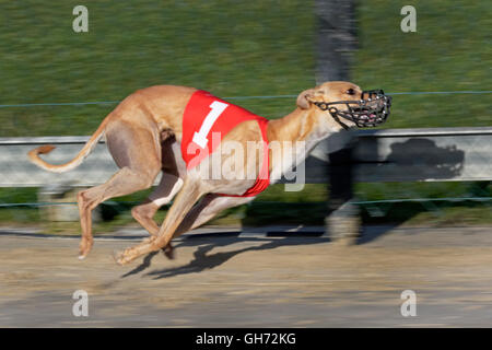 Il Greyhound Racing, EM 2015 Hünstetten , Germania, Europa Foto Stock
