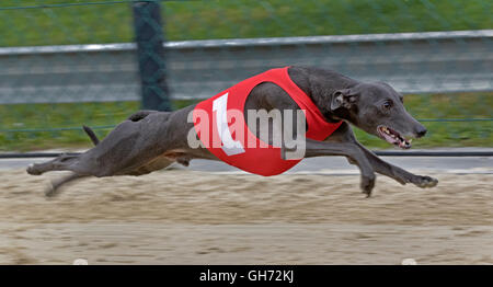 Il Greyhound Racing, EM 2015 Hünstetten , Germania, Europa Foto Stock