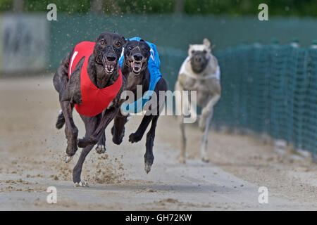 Il Greyhound Racing, EM 2015 Hünstetten , Germania, Europa Foto Stock