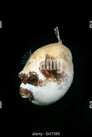 Puffer mascherato (Arothron diadematus) Mare Rosso, Egitto, Africa Foto Stock