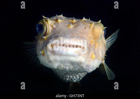 Spotbase burrfish o Yellowspotted burrfish (Cyclichthys spilostylus) in immersioni notturne. Mar Rosso, Egitto, Africa Foto Stock