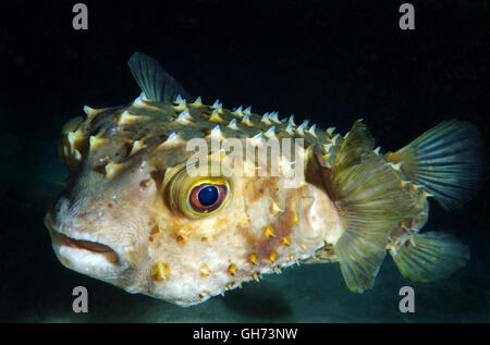 Spotbase burrfish o Yellowspotted burrfish (Cyclichthys spilostylus) in immersioni notturne. Mar Rosso, Egitto, Africa Foto Stock