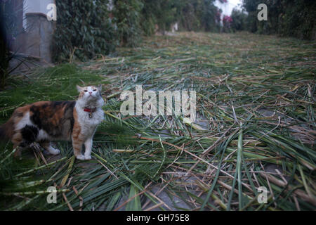 Un gatto attraversa una strada decorata con sedge durante il Corpus Domini celebrazione religiosa in El Gastor, Sierra de Cadice, Andalusia Foto Stock