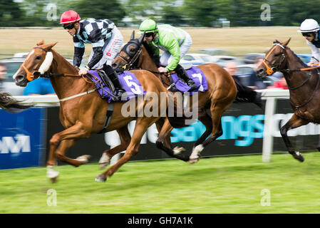 Un cavallo di razza incontro a Beverley racecourse Foto Stock