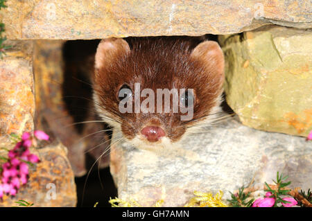 Ermellino Mustela erminea Foto Stock