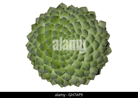 Originari delle Canarie, un meraviglioso stemless e totalmente piatta succulento: Aeonium macrolepum berthelotianum o. Foto Stock