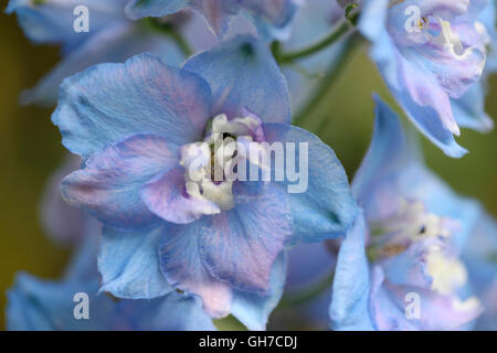 Squisito color lavanda delphinium elatum - larkspur Jane Ann Butler JABP Fotografia1538 Foto Stock