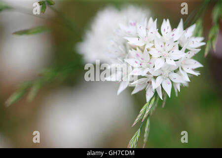 Bianco sorprendente allium grazioso bellezza con erbe, molla tarda fioritura Jane Ann Butler JABP Fotografia1557 Foto Stock