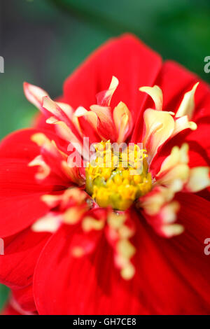 Incantevole il bianco e il rosso il dahlia 'impressione festivo' bella lunga estate fioritura Jane Ann Butler JABP Fotografia1545 Foto Stock