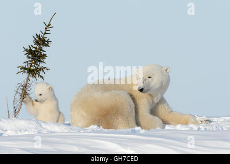 Orso polare madre (Ursus maritimus) sdraiato sulla tundra con cub giocando a tree, Wapusk National Park, Manitoba, Canada Foto Stock