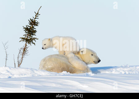 Orso polare madre (Ursus maritimus) giocando con due lupetti, Wapusk National Park, Manitoba, Canada Foto Stock