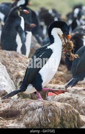 Un imperiale Shag in piedi sul suo nido con un becco pieno di nidificazione materiale sulla nuova isola nelle Falkland Foto Stock