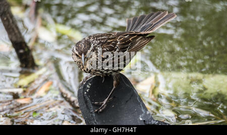Stepping lungo - una giovane ala rossa Black Bird foraggi per alimentare, arresto su un vecchio scartato sandalo. Foto Stock
