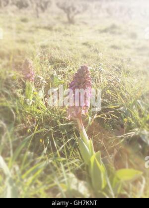 Orchidea gigante, Francia meridionale / Barlia robertiana, Himantoglossum robertianum, Orchis robertiana Foto Stock