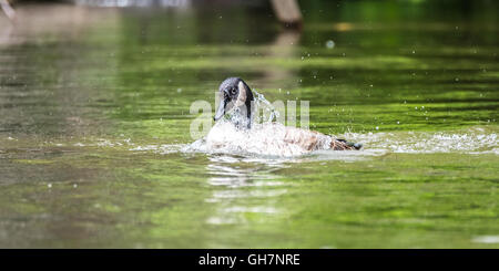 Canada Goose ama la balneazione in casa sua acque del fiume Ottawa Foto Stock