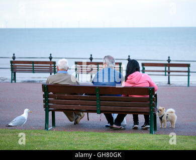 Un estati calde serate in Llandudno con i visitatori si godono la serata presso il resort un cane da compagnia e seagull speranza che un chip cadrà dai visitatori pasto serale sul lungomare Foto Stock