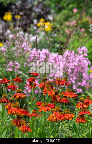 Ricca orange Heleniums Fioritura in estate il confine di fiori in un giardino inglese. Foto Stock