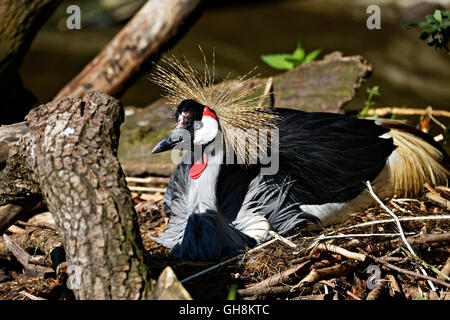 Grey Crowned Crane (Balearica regulorum), nesting Foto Stock