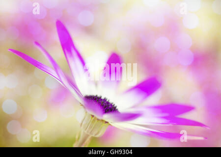Vivid fucsia e bianco garden margherite, close up con bokeh di fondo. Specie Pericallis. Foto Stock