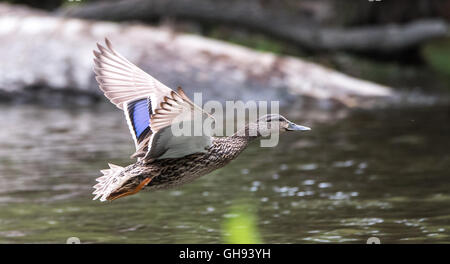 Una femmina di lone Mallard duck con ali stese, terre come le anatre, sul fiume Ottawa. Foto Stock