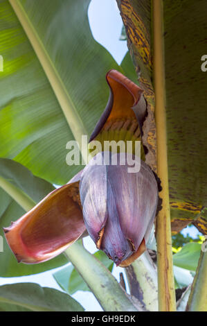 Banana Flower sull'albero, Ecuador Foto Stock