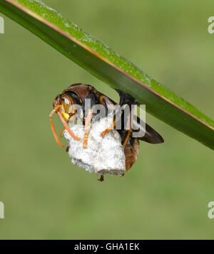 Un Paper-Nest Wasp (Polistes coenobita) permanente sulla sommità del suo nido, Nuovo Galles del Sud, Australia Foto Stock