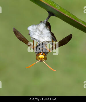 Un Paper-Nest Wasp (Polistes coenobita) permanente sulla sommità del suo nido, Nuovo Galles del Sud, Australia Foto Stock