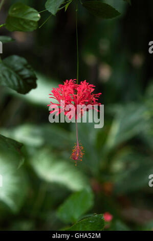 Hibiscus schizopetalus appesi a fiore, Foto Stock
