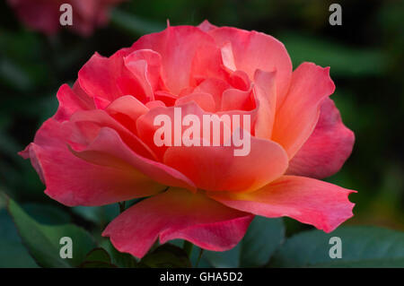 Rosa, Rosa, di vita facile, livin facile, Foto Stock