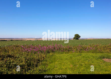 Rosebay willowherb fioritura entro un campo di piante di patate sotto un cielo blu chiaro in Yorkshire wolds in estate. Foto Stock