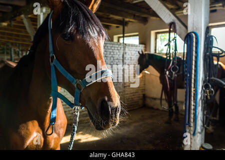 Close-up ritratto di cavallo nella stalla Foto Stock