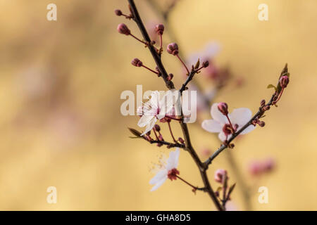 botany, cherry (prunus serrulata), blossoms at a branch, Braunschweig, Lower Saxony, Germany, Additional-Rights-Clearance-Info-Not-Available Foto Stock