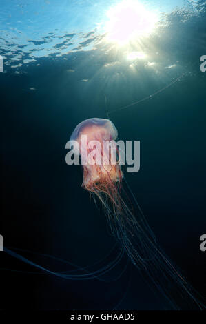 Leone la criniera meduse, meduse giganti o capelli jelly (Cyanea capillata) Oceano Pacifico settentrionale, Estremo Oriente Foto Stock