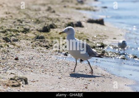 CA sulla spiaggia, Ucraina, steppa. Larus foto macro con gli occhi. Foto Stock