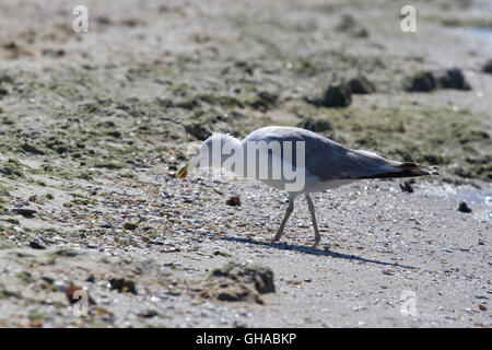 CA sulla spiaggia, Ucraina, steppa. Larus foto macro con gli occhi. Foto Stock