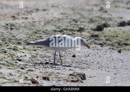 CA sulla spiaggia, Ucraina, steppa. Larus foto macro con gli occhi. Foto Stock