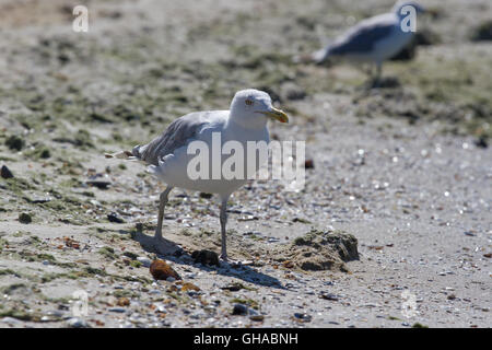 CA sulla spiaggia, Ucraina, steppa. Larus foto macro con gli occhi. Foto Stock