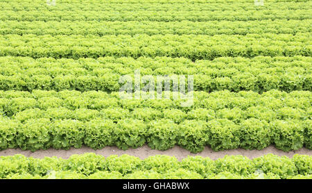 Un enorme campo di insalata verde sul terreno con sabbia in estate Foto Stock