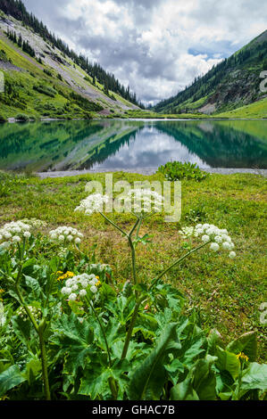 Ligusticum porteri; Loveroot; Apiaceae; Prezzemolo famiglia; Lago Smeraldo; montagna gotico (R) & Avery picco (L) al di là; Colorado Foto Stock