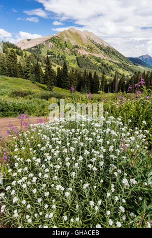 Perla; Eterna Uvularia; tabacco indiano; Aster; Asteraceae; vista a sud verso la montagna gotico & Crested Butte Mountain Foto Stock