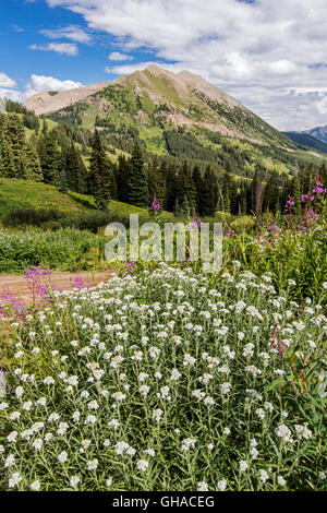 Perla; Eterna Uvularia; tabacco indiano; Aster; Asteraceae; vista a sud verso la montagna gotico & Crested Butte Mountain Foto Stock