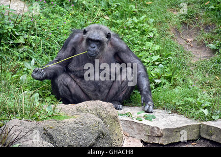 Uno scimpanzé seduto su una roccia chewing on Grassy reed. Foto Stock