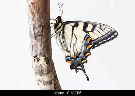 Appena emerso maschio tigre orientale a coda di rondine (farfalla Papilio glaucus) poggiante su un pezzo di driftwood, Indiana, STATI UNITI D'AMERICA Foto Stock