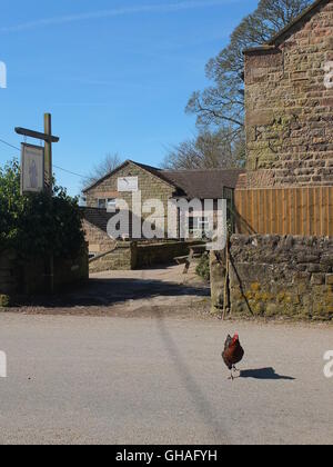 Perché il pollo attraversa la strada? Un pollo attraversa la strada al di fuori del druido Inn, Birchover, Derbyshire. Foto Stock