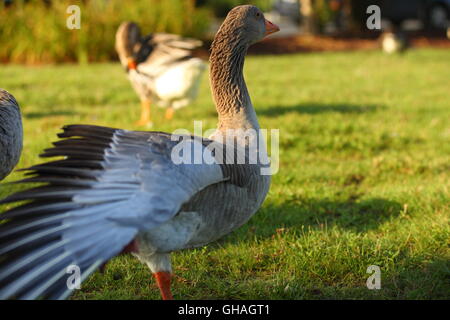 Goose su un prato sfondo verde Foto Stock