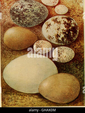 Uccelli' nidi, uova e-raccolta (1896) Foto Stock