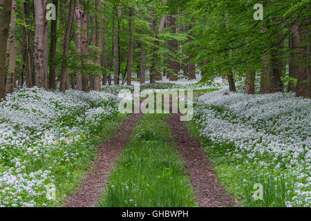 Geografia / viaggi, Germania, Bassa Sassonia, Bad Harzburg, Eckertal (Ecker Valley), per l'aglio dell'orso del tempo di fioritura nel Parco Nazionale di Harz, Additional-Rights-Clearance-Info-Not-Available Foto Stock